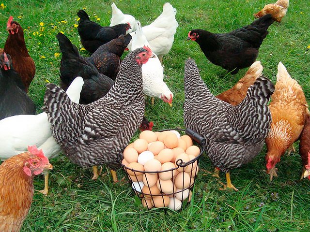 Содержание кур и уход за ними | ЗооТом - продажа, вязка и услуги для животных в Зиме