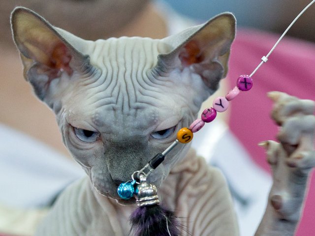 Выставки кошек в Зиме | ЗооТом портал о животных