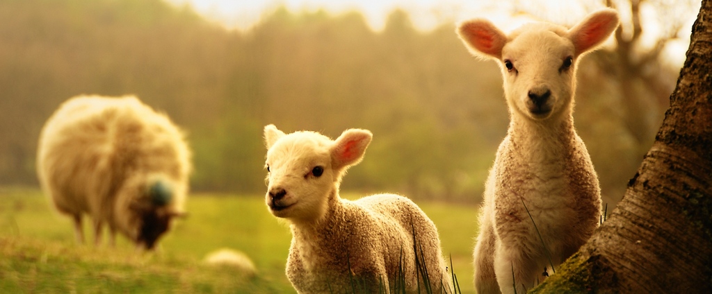 Объявления о сельскохозяйственных животных | ЗооТом - продажа, вязка и услуги для животных в Зиме