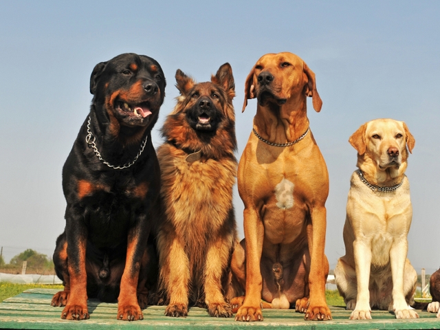 Крупные породы собак в Зиме | ЗооТом портал о животных