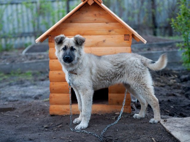 Все о собаках в Зиме Все о собаках в Зиме